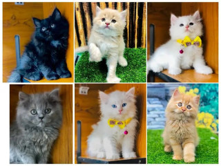 persian-triple-coated-punch-face-kittens