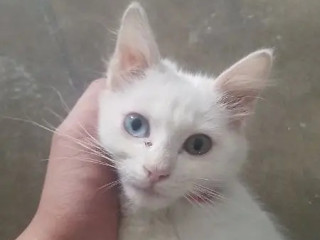 odd-eyes-cat-for-sale-in-lahore