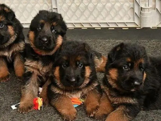 german-shepherd-puppies-male-and-female-for-sale-and-exchange-possible