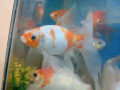 gold-fish-for-sale-12-inches-size-for-sale-small-2