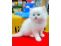 persian-kitten-for-urgent-sale-in-lahore-small-1