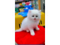 persian-kitten-for-urgent-sale-in-lahore-small-0