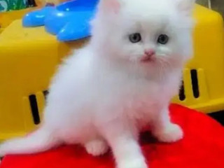 persian-kitten-for-urgent-sale-in-lahore