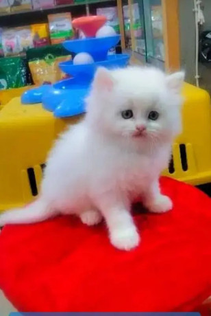 persian-kitten-for-urgent-sale-in-lahore-big-0